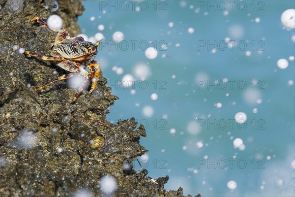 Crab