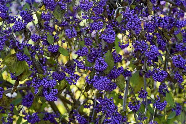 Bodinier's beautyberry