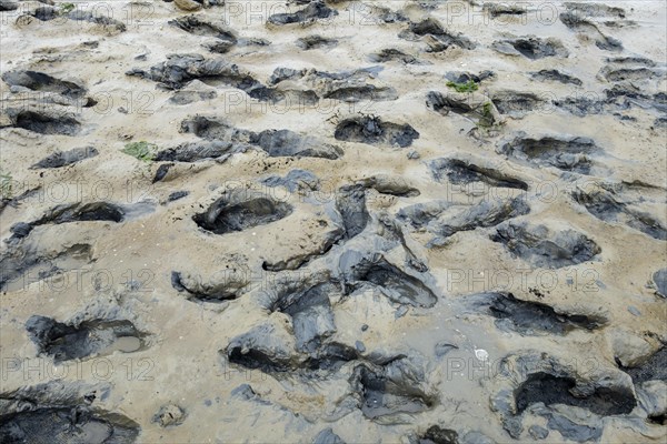 Footprints in the mudflats
