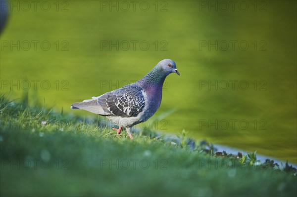Feral pigeons