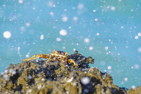 Crab