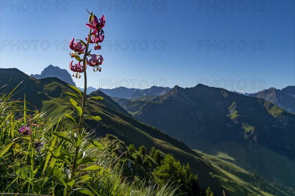 Martagon lily a