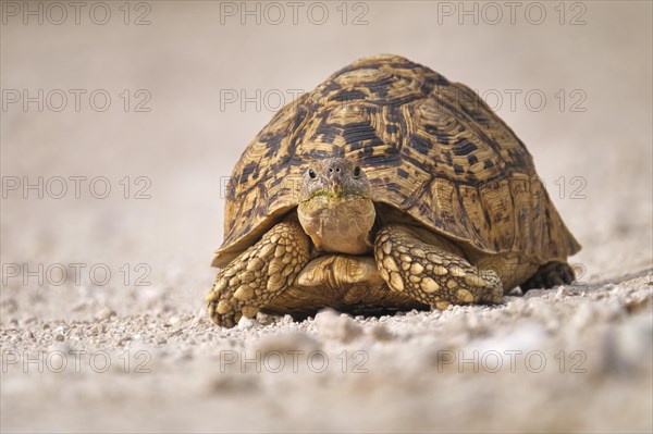 Leopard tortoise