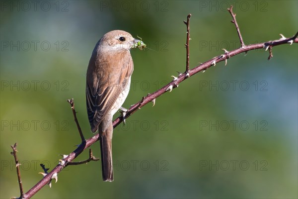 Red-backed shrike