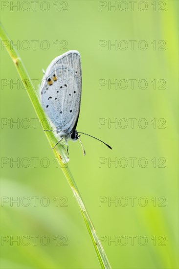 Gossamer winged butterfly
