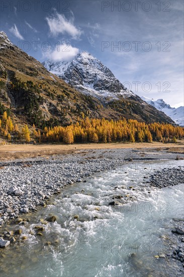 Golden larches