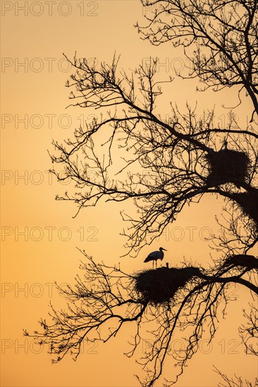 White Stork