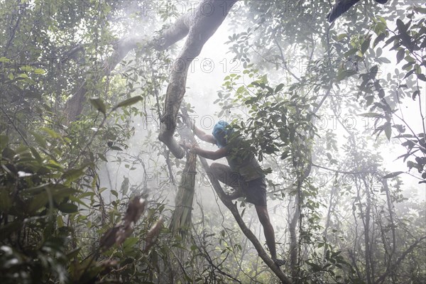 Honey collector climbs a tree in the mangrove forest to get to the combs of wild bees to collect the honey