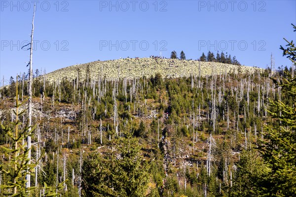 Dead spruces after bark beetle infestation on the mountain Lusen