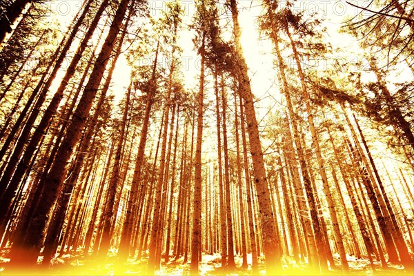 Forest linear