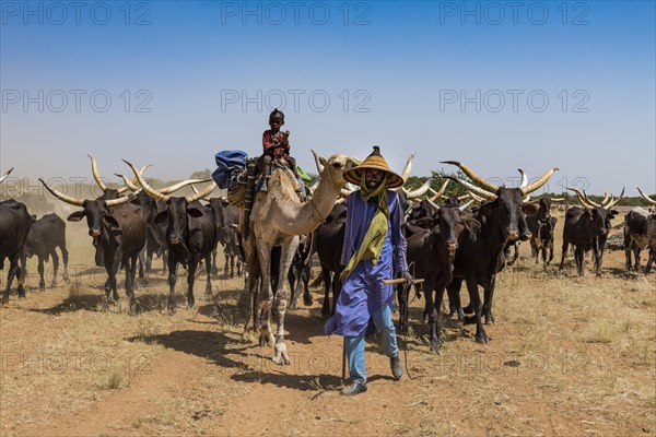 Caravan of Peul nomads with their animals in the Sahel of Niger