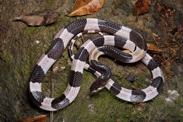 Malayan krait