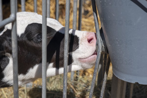 Calf sucking at the drinking bucket