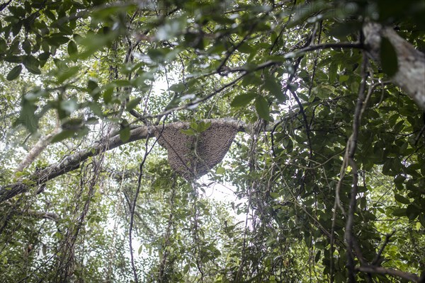 Honeycomb on a tree in the mangrove forest