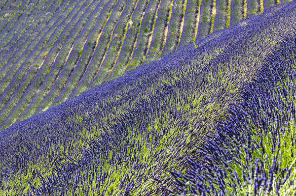 Field of lavender