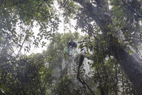 Honey collector climbs a tree in the mangrove forest to get to the combs of wild bees to collect the honey