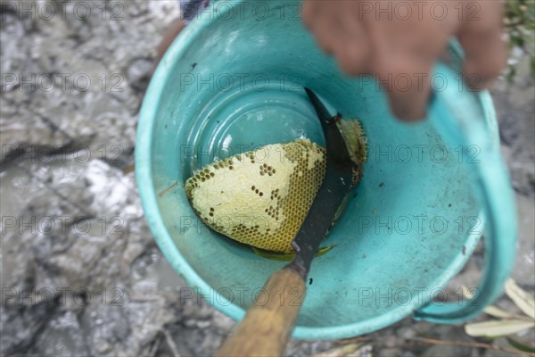 A piece of captured honeycomb from wild bees in a plastic bucket