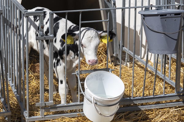 Calf standing at a drinking bucket