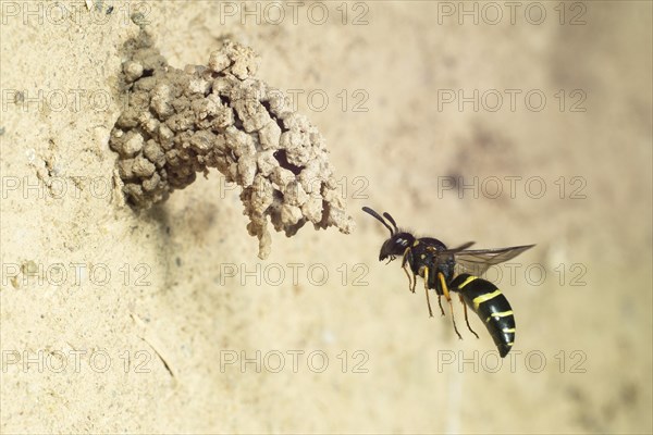 Spiny Mason Wasp