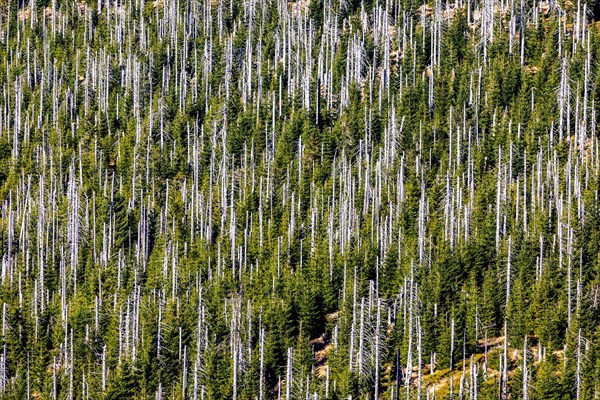 Dead spruces after bark beetle infestation on the mountain Lusen