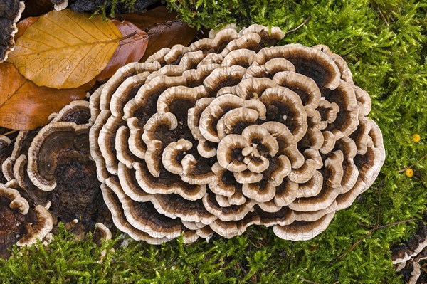 Trametes versicolor