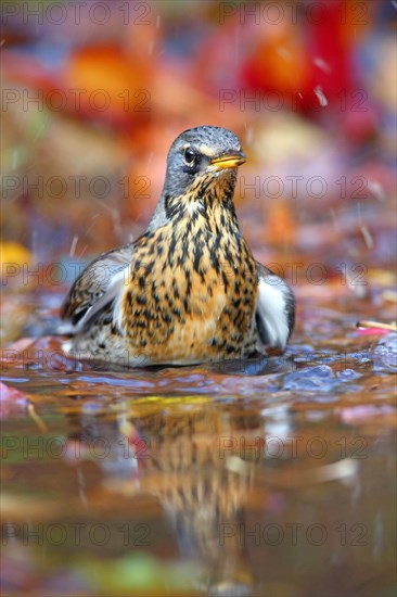 Fieldfare