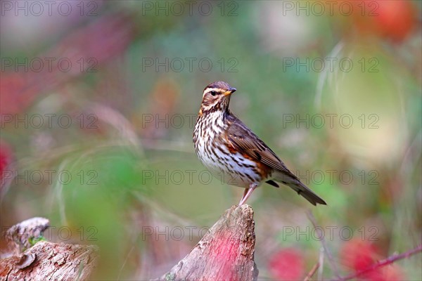 Redwing