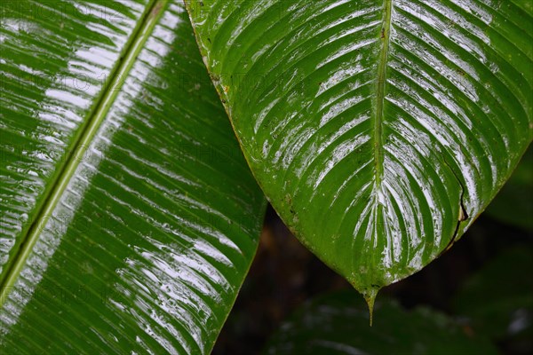 Wet leaves in tropical rainforest