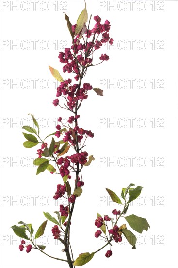 Flowering twig