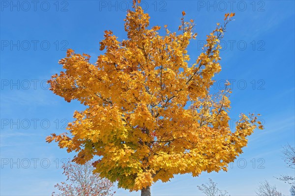 Autumn maple