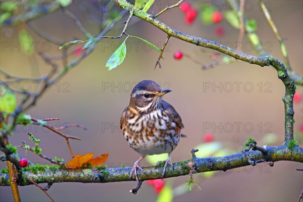 Redwing