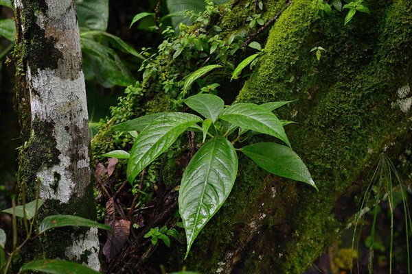 Wet leaves in tropical rainforest