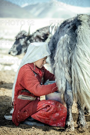 Woman milking a yak