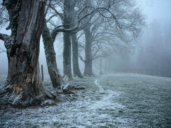 Old tree population