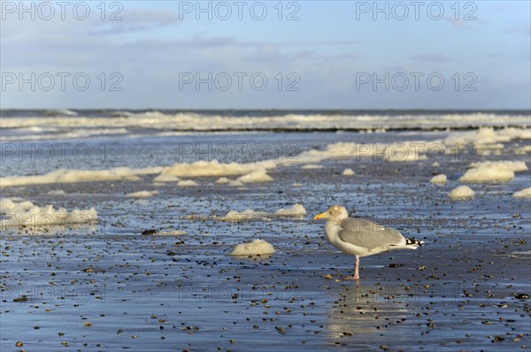 European herring gull