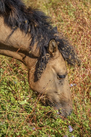 Wild horse