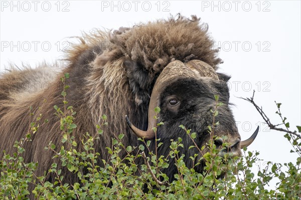 Musk ox