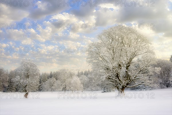 Winter landscape with snow-covered trees
