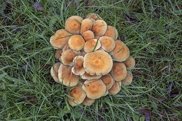 Honey funguses