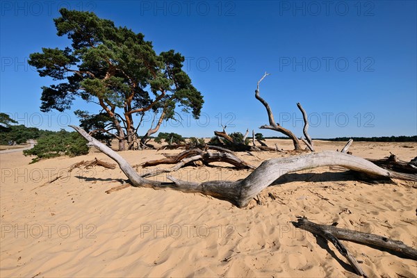 Pine and deadwood in dune landscape De Pollen