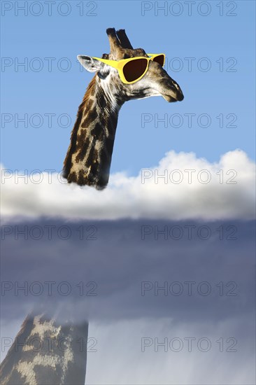 Giraffe with sunglasses with head above the clouds