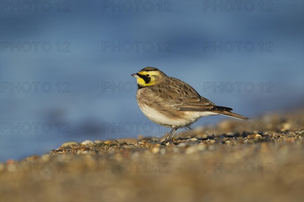 Shorelark or Horned lark