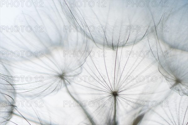Filigree fruit stalks of a composite