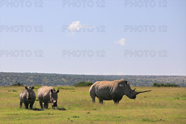 White rhinoceroses