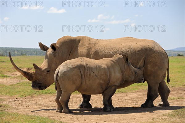 White rhinoceros