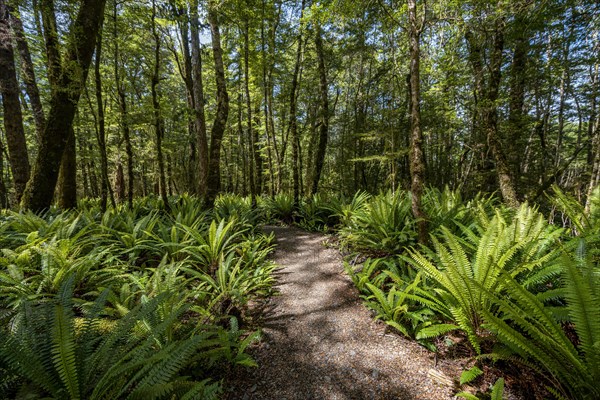 Hiking trail through forest with ferns