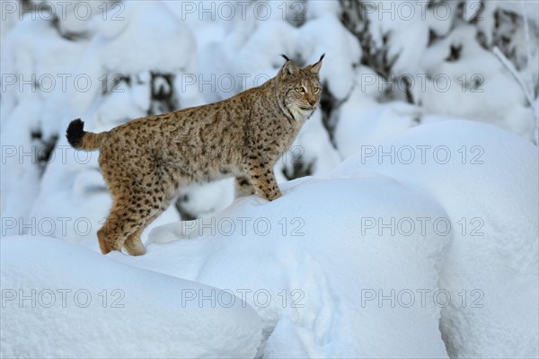 Eurasian lynx