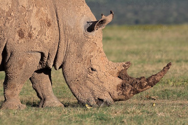 White rhinoceros