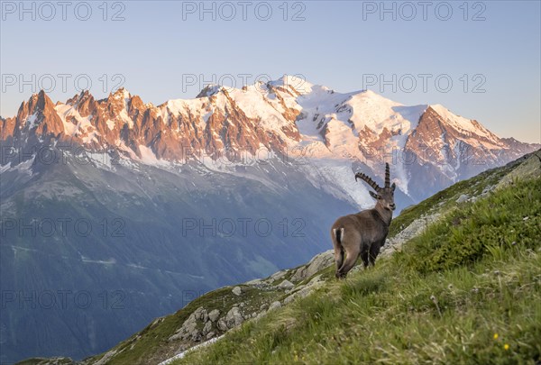 Alpine Ibex