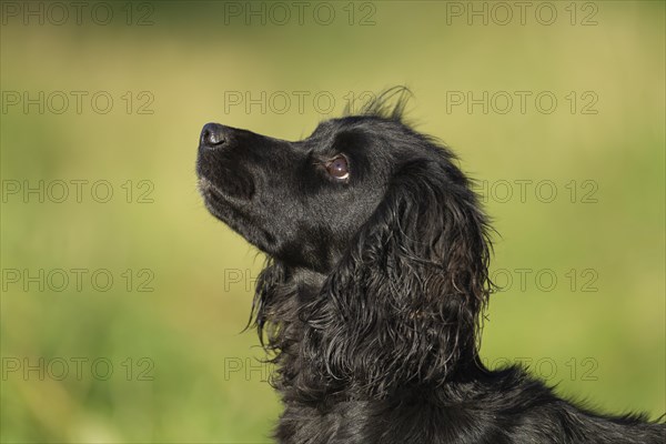English springer spaniel dog